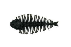 D-Style Geelacanth
